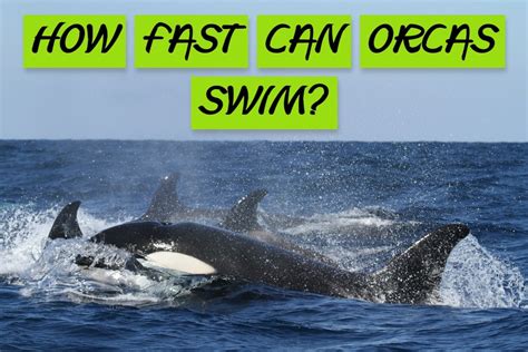 orca swimming speed